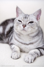 猫咪 宠物猫