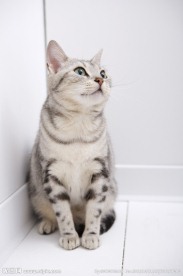 猫咪 宠物猫