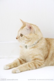 猫咪 宠物猫