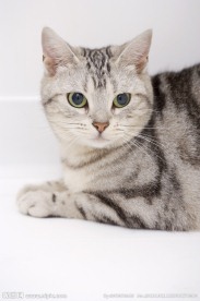 猫咪 宠物猫