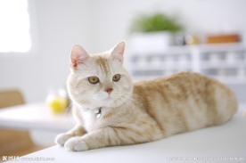 猫咪 宠物猫