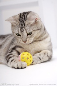 猫咪 宠物猫