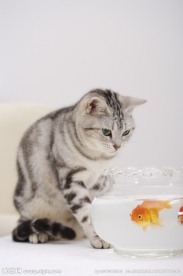 猫咪 宠物猫