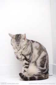 猫咪 宠物猫
