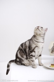 猫咪 宠物猫