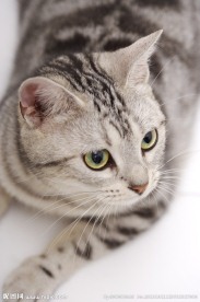 猫咪 宠物猫