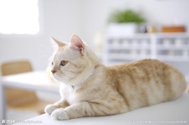 猫咪 宠物猫