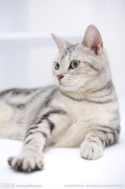 猫咪 宠物猫