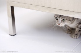 猫咪 宠物猫