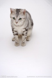 猫咪 宠物猫