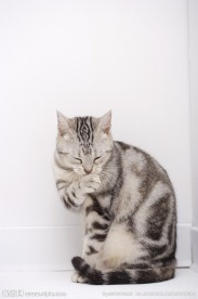 小狗 宠物猫