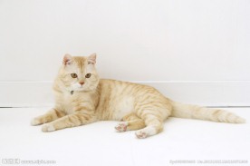 小狗 宠物猫