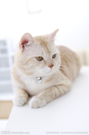 小狗 宠物猫