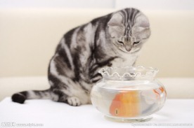 小狗 宠物猫