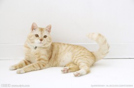 小狗 宠物猫