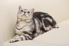 小狗 宠物猫