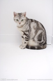 小狗 宠物猫