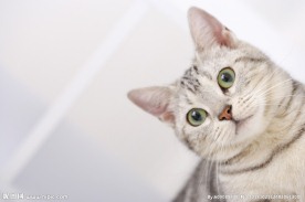 小狗 宠物猫