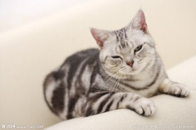 小狗 宠物猫