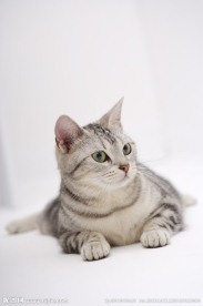 小狗 宠物猫