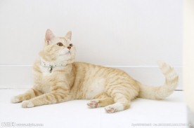 小狗 宠物猫