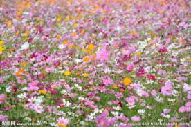 格桑花