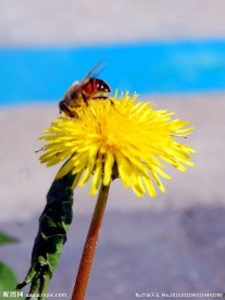 蜜蜂采花