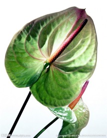 火鹤花