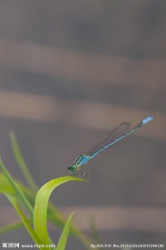 称重