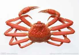 螃蟹
