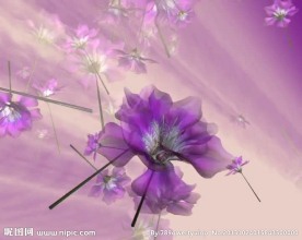 紫色背景花朵视频素材
