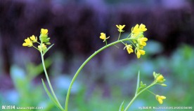 油菜花 花草 植物
