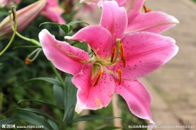 盛开的百合花