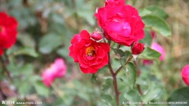 实拍蜜蜂花朵视频素材