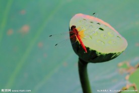 秋日红蜻蜓