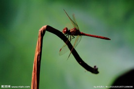 秋日红蜻蜓