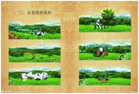 八马茶叶宣传册