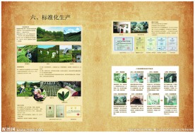 八马茶叶宣传册