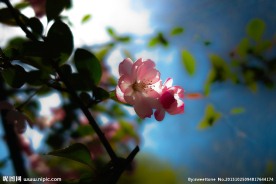 高清桃花