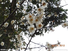 白色腊梅花