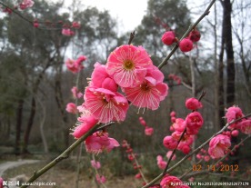 腊梅花