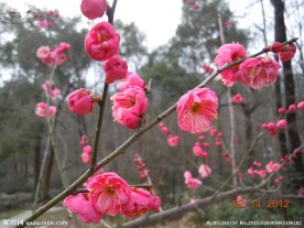 红梅花