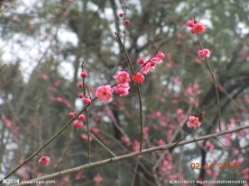 梅花