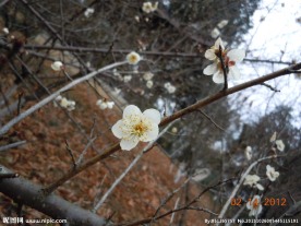 梅花