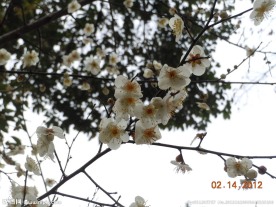 梅花