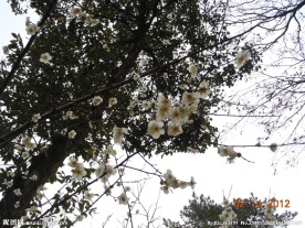 腊梅花开