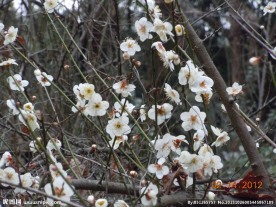 梅花