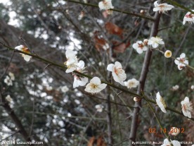 腊梅花开