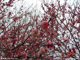 腊梅花