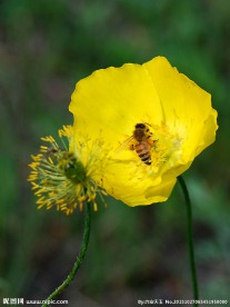 野大烟花和蜜蜂